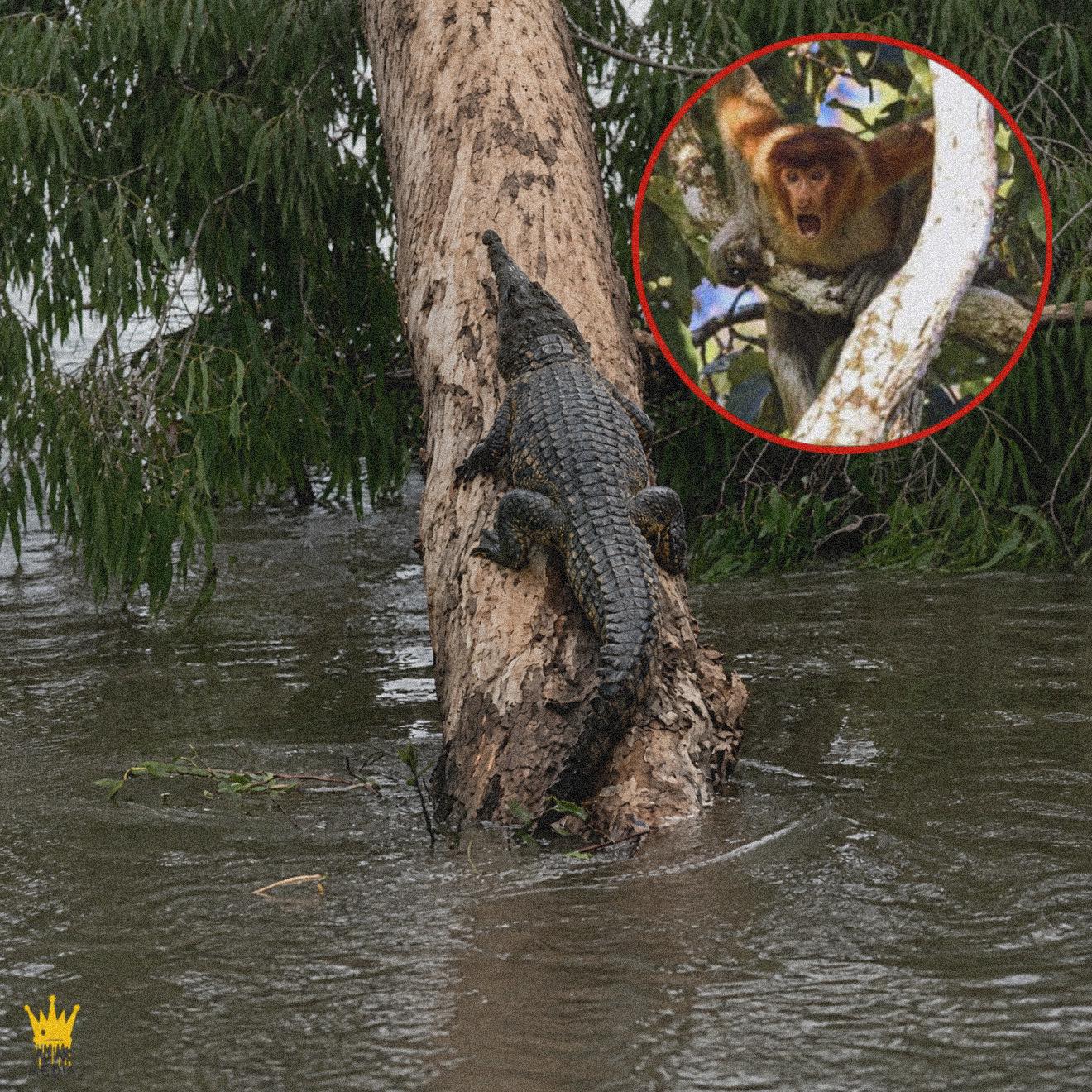 Monkeys Thought They Were Safe in the Trees… Then a Crocodile Started Climbing