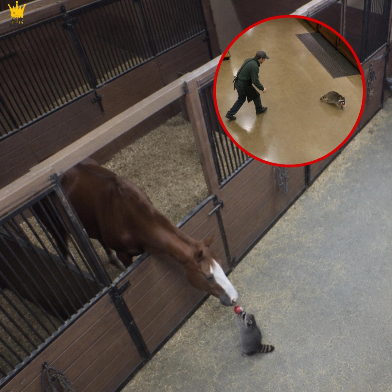 A Raccoon Stole One Apple Every Morning For A Month Just To Feed His Sick Horse Friend