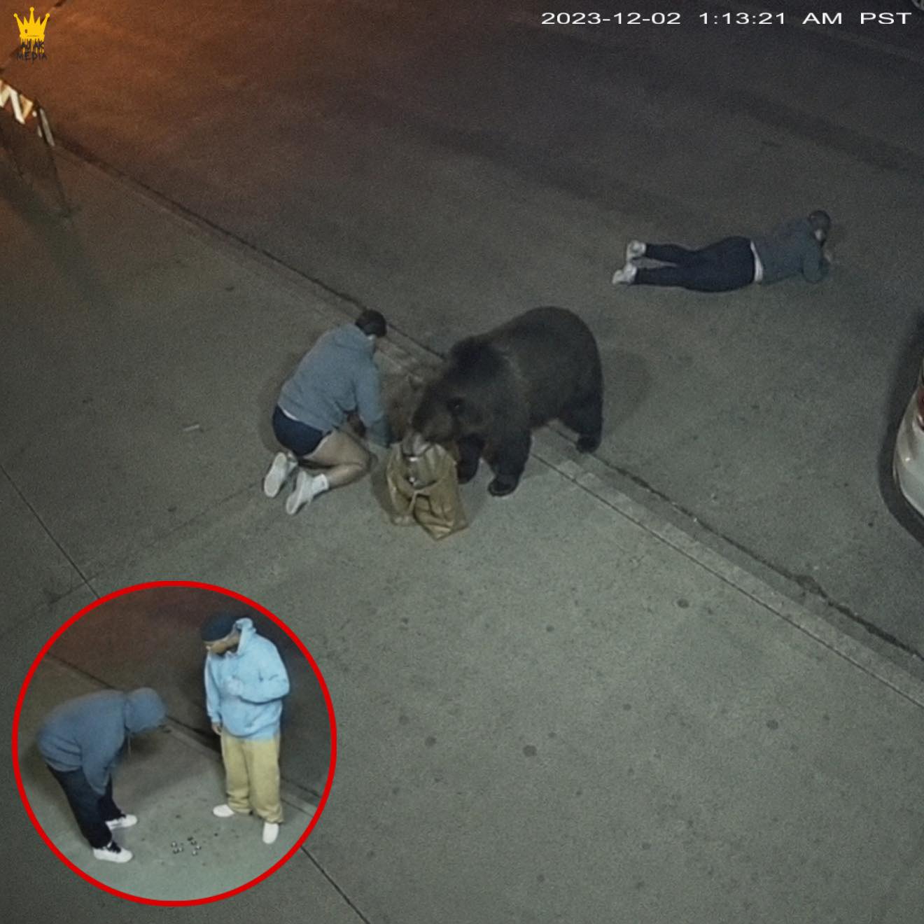 They Were Too Drunk to Notice the Bear Behind Them… Until It Was Too Late