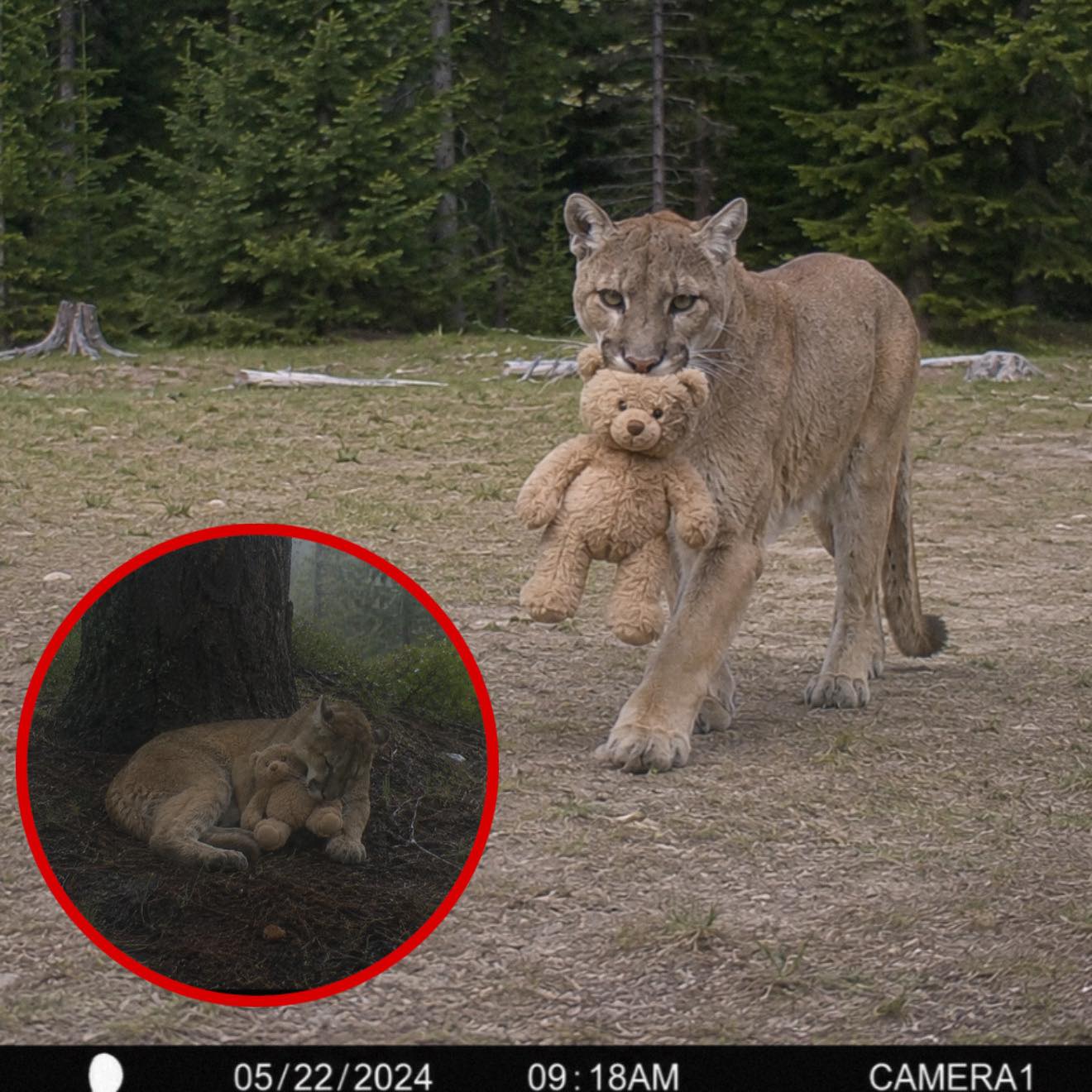 Grieving Mountain Lion Found Carrying a Teddy Bear Through the Forest