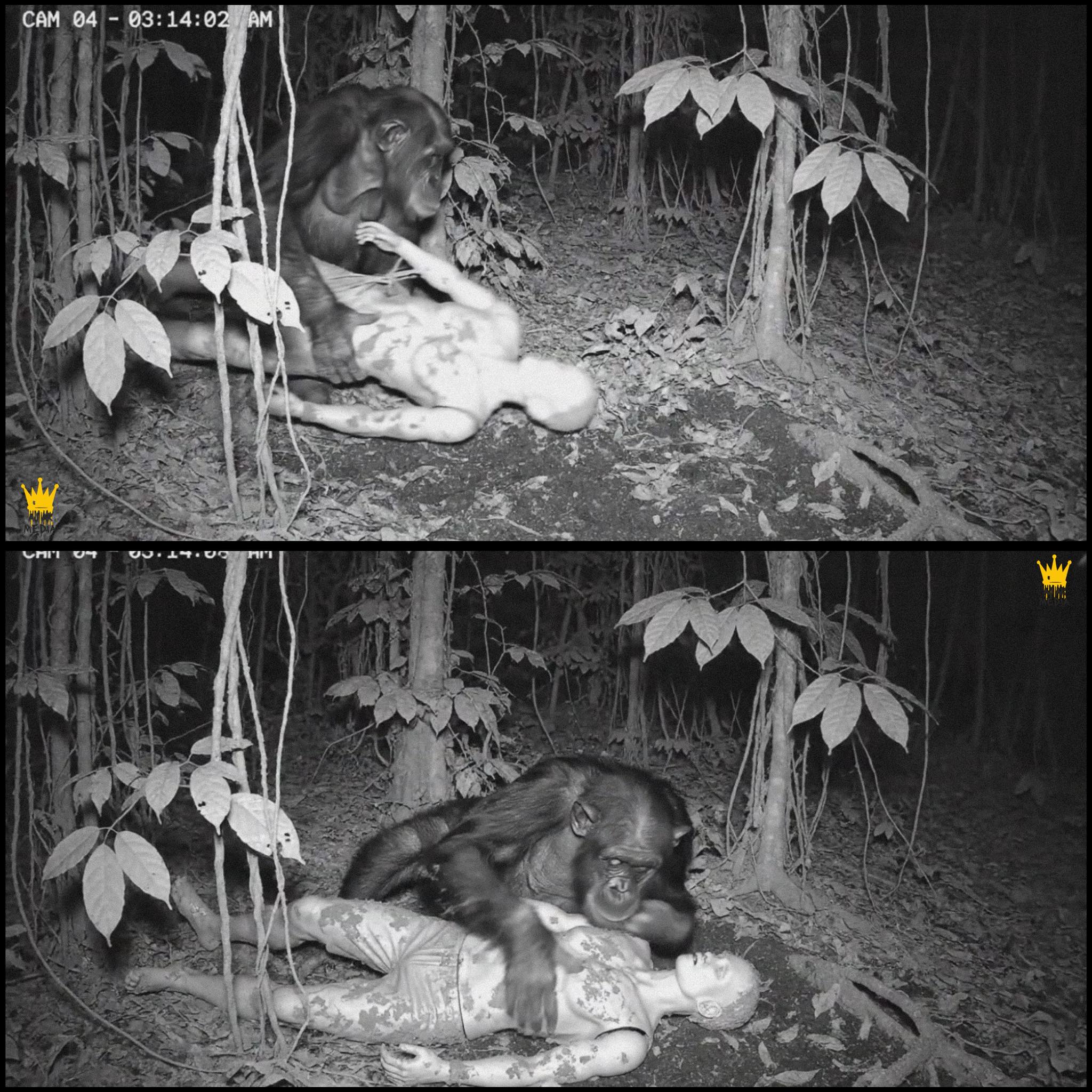 Lonely Chimpanzee Found Dragging a Mannequin Through the Forest