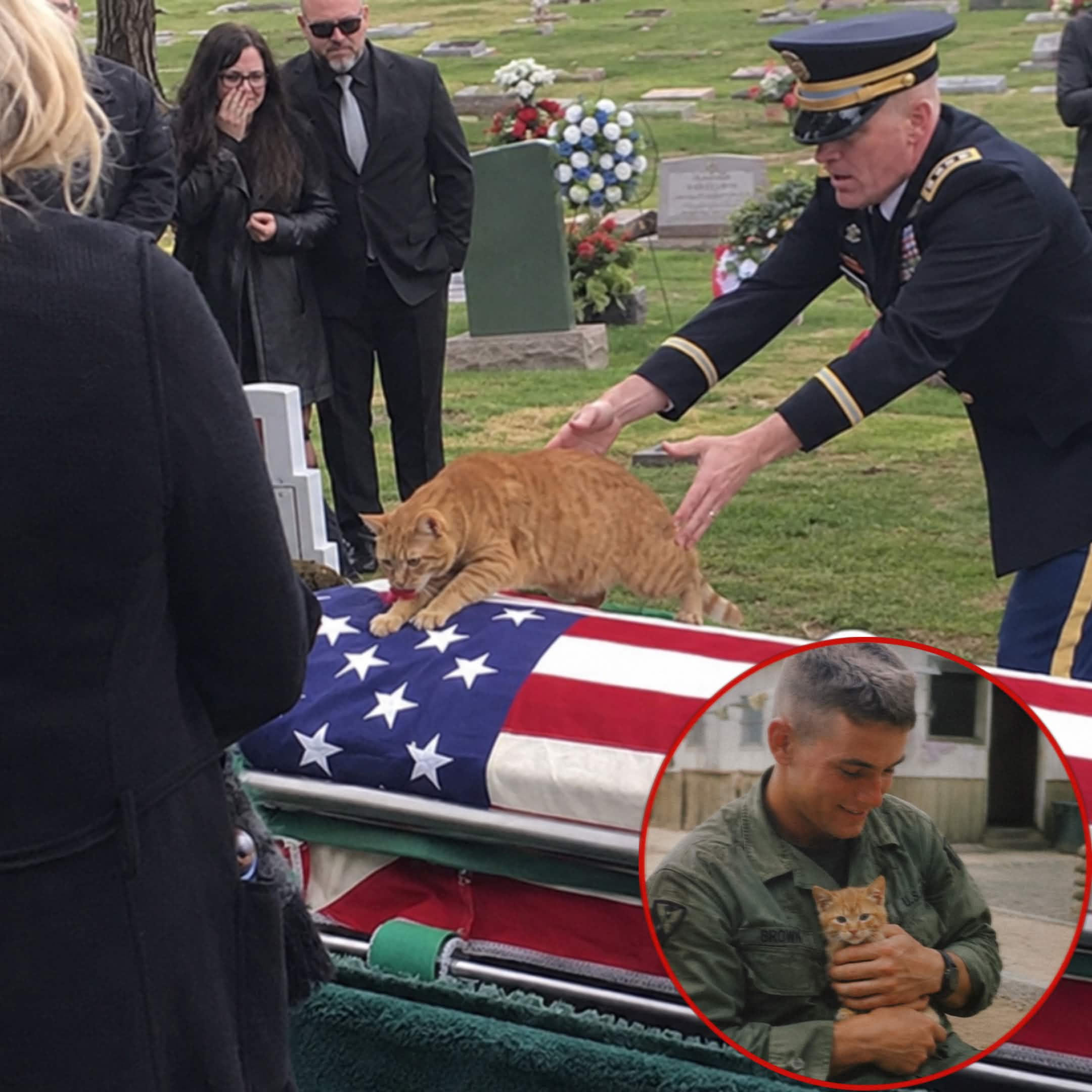 Cat Tries to Reach Fallen Soldier During Funeral