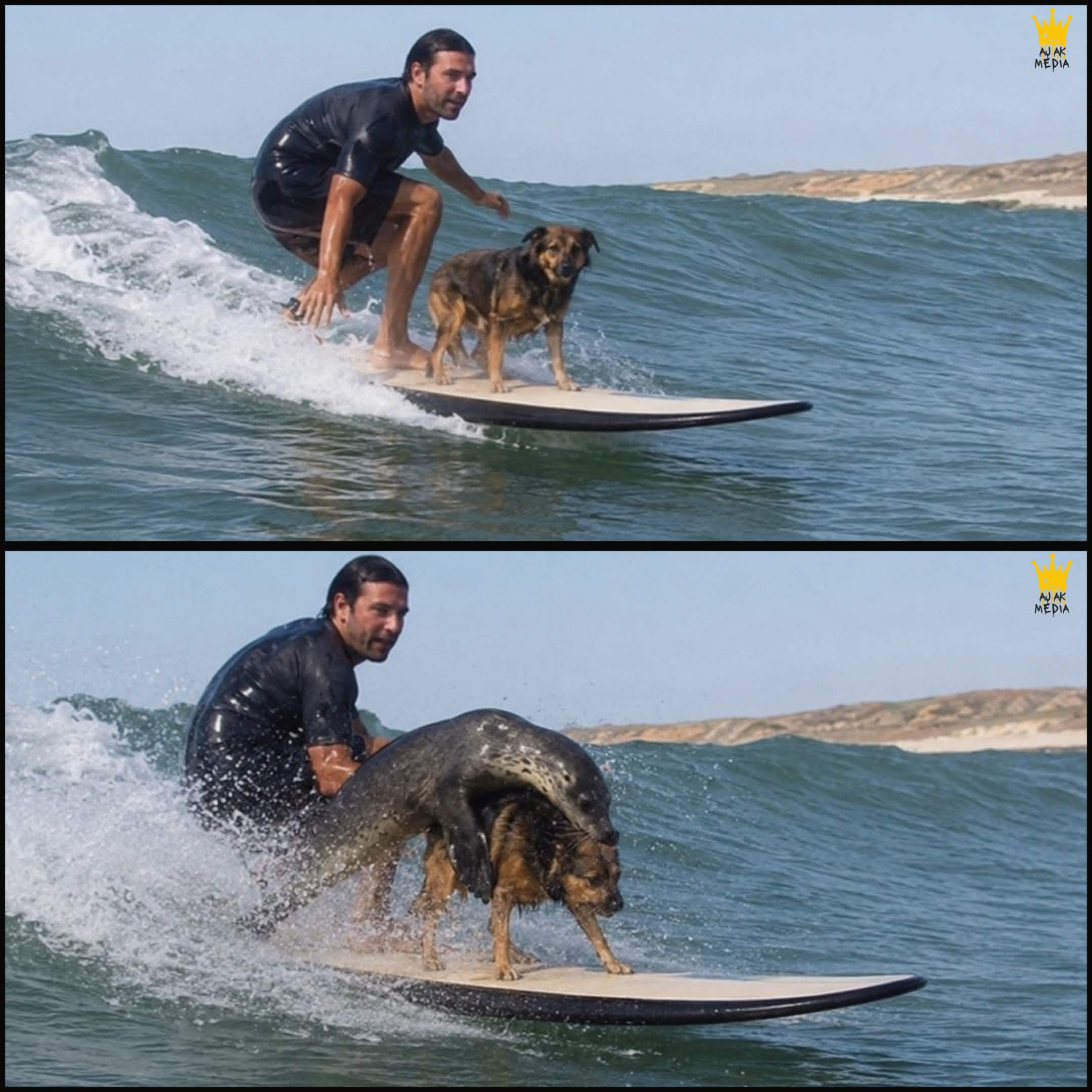 The Seal Knocked His Dog Into the Wave, Then Matthew Saw the Footage
