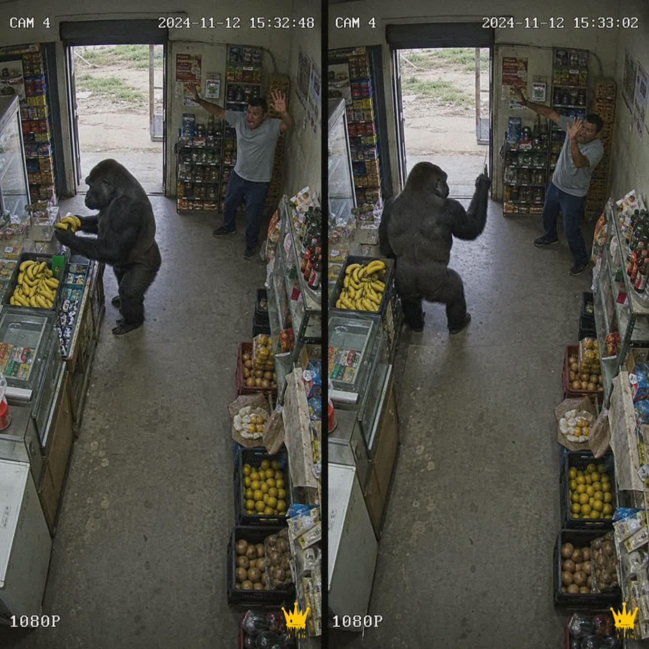 Everyone Laughed at the Gorilla’s “Robbery” Until They Saw Why He Came