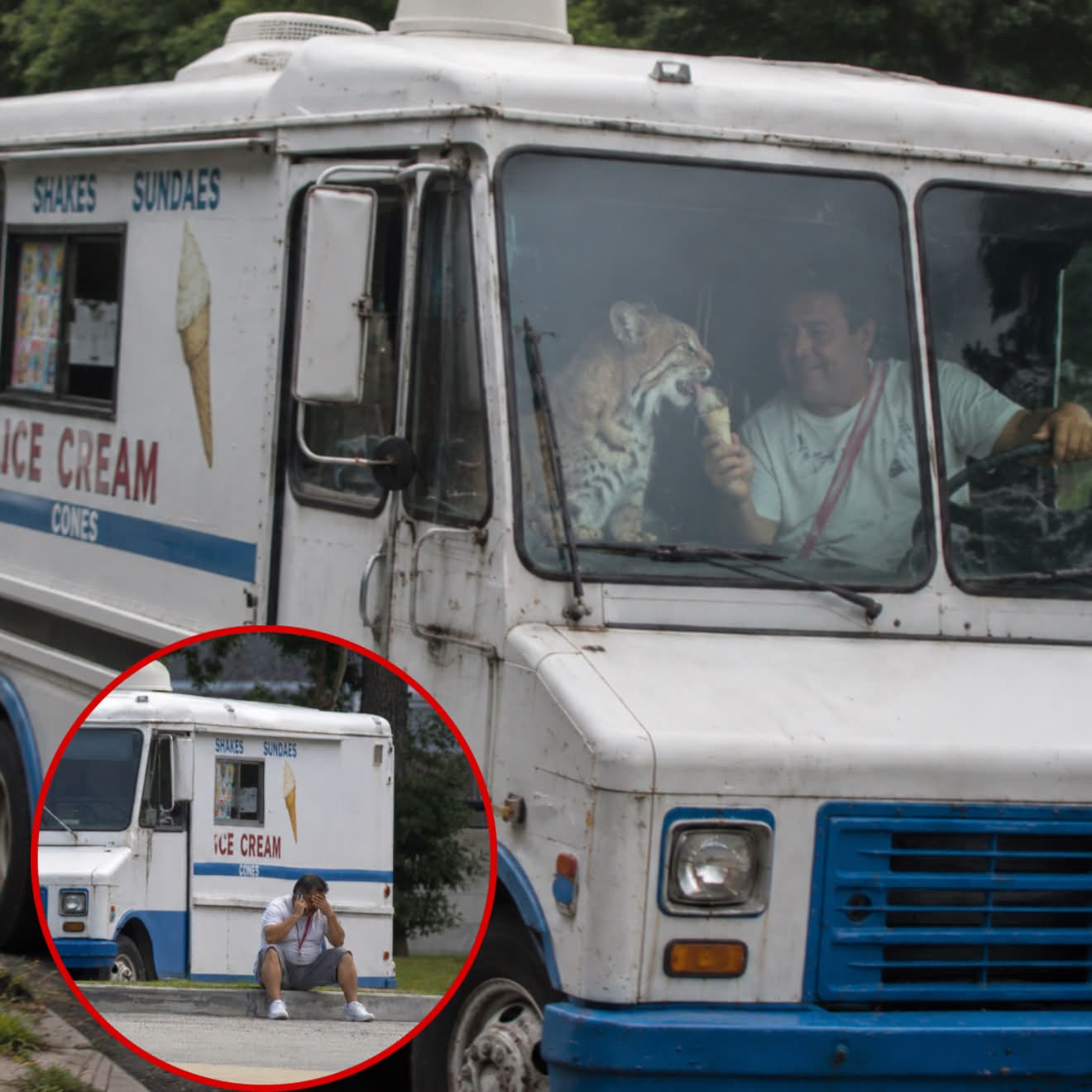 Every Day, the Same Cat Waited for the Ice Cream Truck until the Day It Didn’t Come