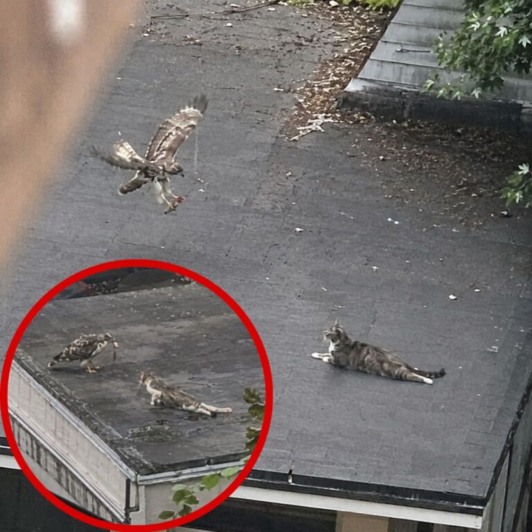 A Hawk Kept Visiting The Rooftop, Then Neighbors Saw What It Carried