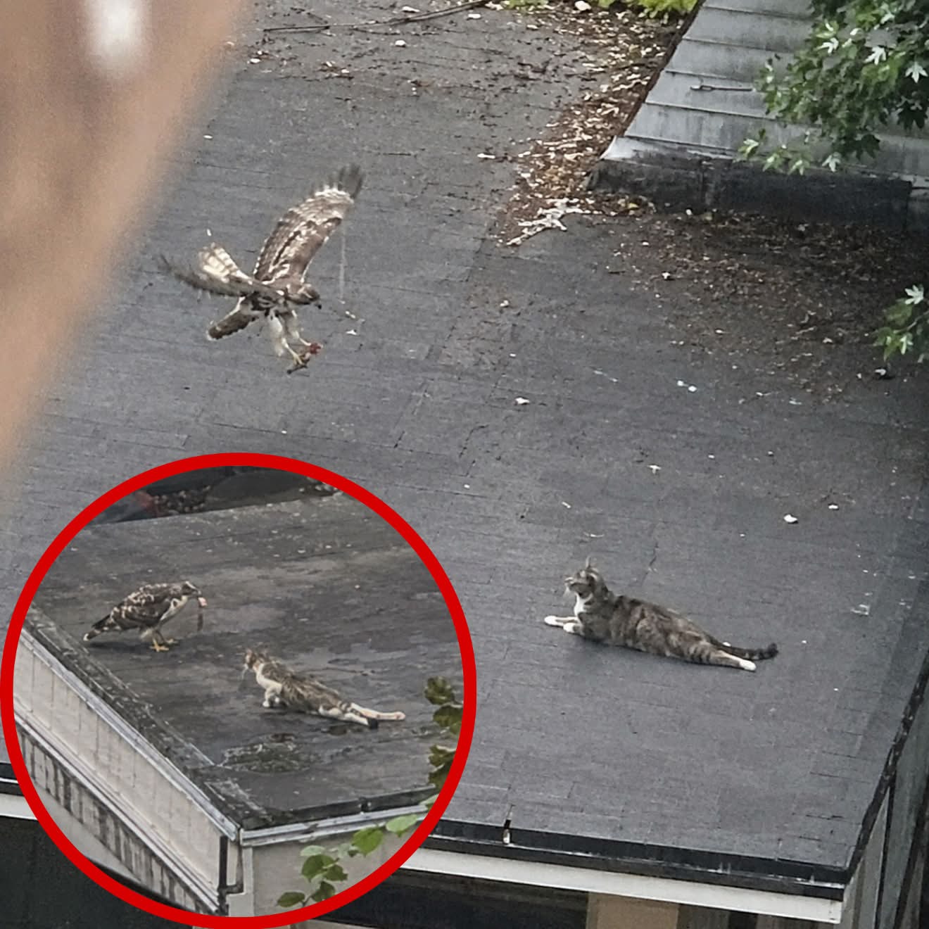 A Hawk Kept Visiting The Rooftop, Then Neighbors Saw What It Carried