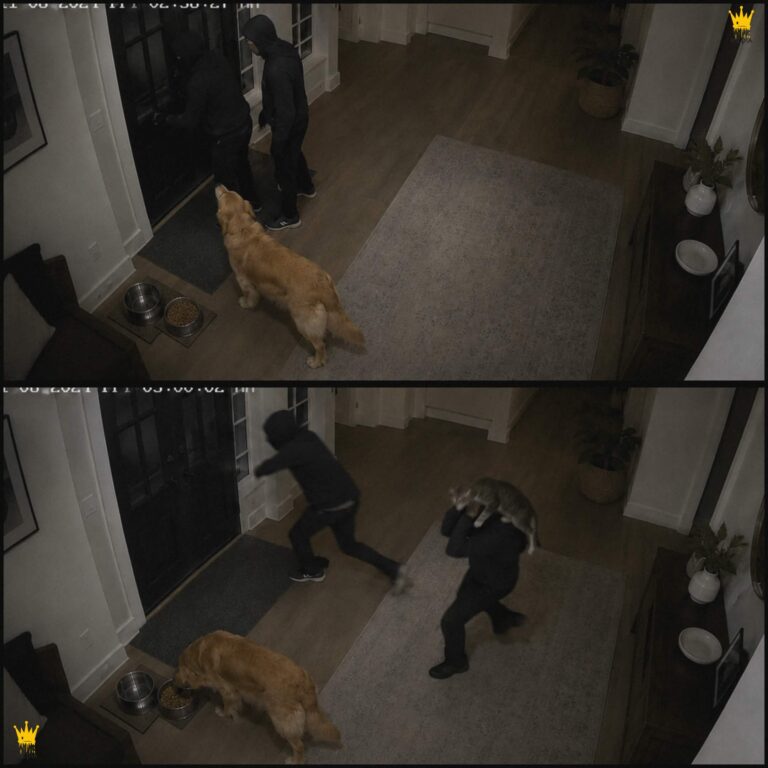 The Dog Barked Once, But the Cat Took Over From There