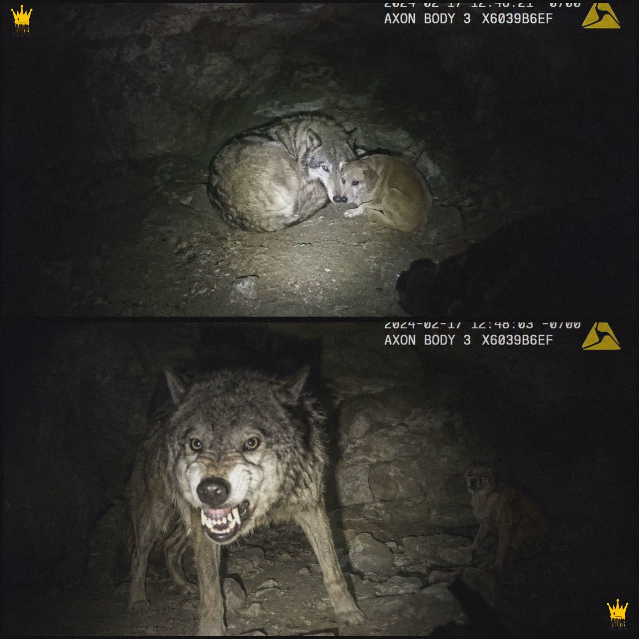 The Wolf Wouldn’t Leave the Cave Until Baxter Called Her Name