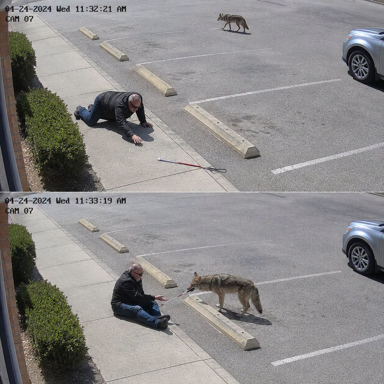 He Thought a Friendly Dog Returned His Cane But Then He Saw the Footage